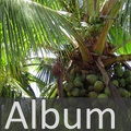 Album Palmengewächse <!--hidden-->